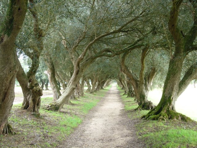 pics of trees. me think of olive trees?